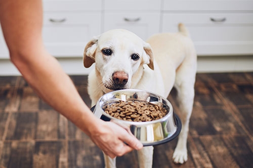 狗狗智商大比拼-拉布拉多犬(Labrador Retriever)
